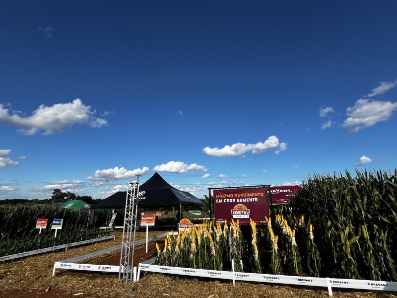 2ª Noite de Campo de Milho demonstra tecnologias para a produção do cereal