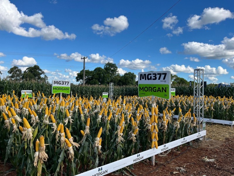 2ª Noite de Campo de Milho demonstra tecnologias para a produção do cereal