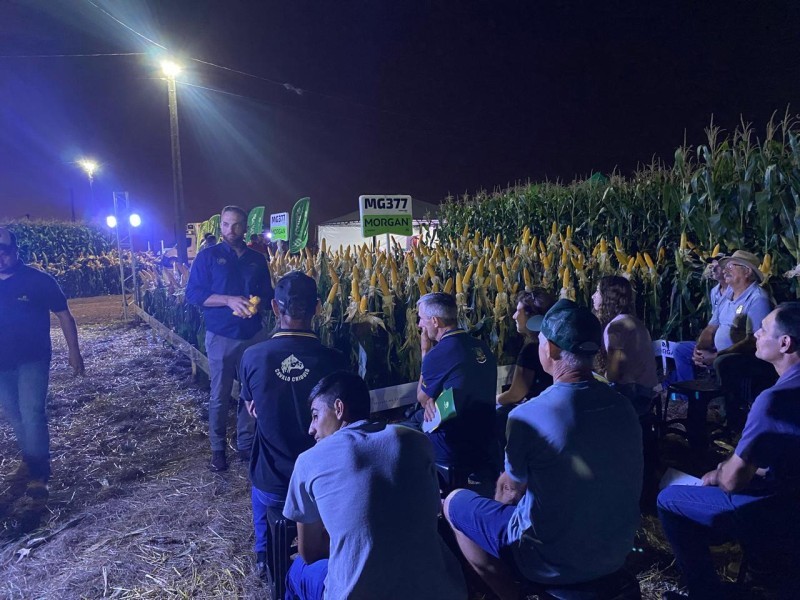 2ª Noite de Campo de Milho demonstra tecnologias para a produção do cereal