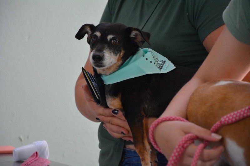 4ª edição do Sábado Pet é realizada