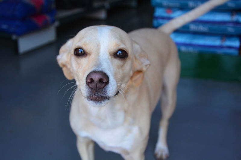 4ª edição do Sábado Pet é realizada