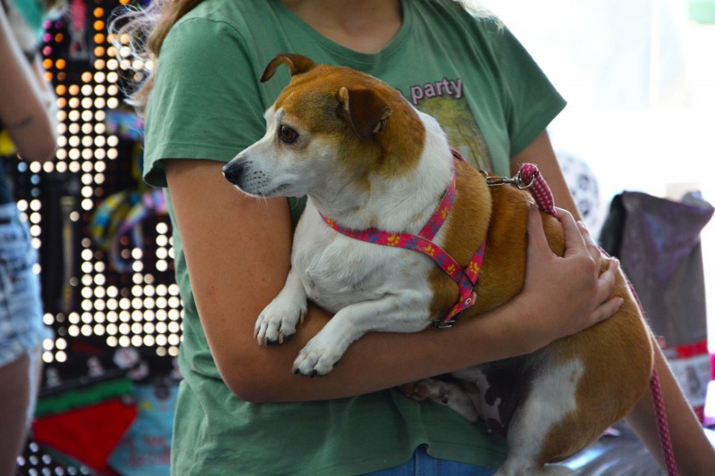 4ª edição do Sábado Pet é realizada