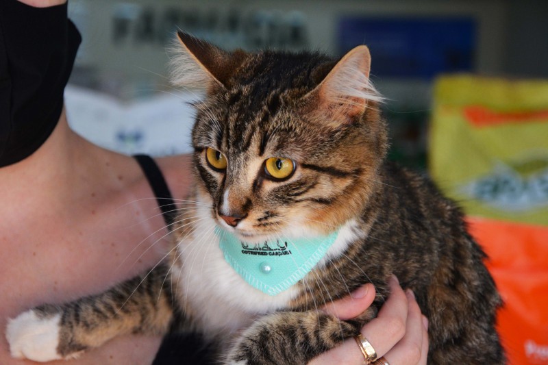 4ª edição do Sábado Pet é realizada