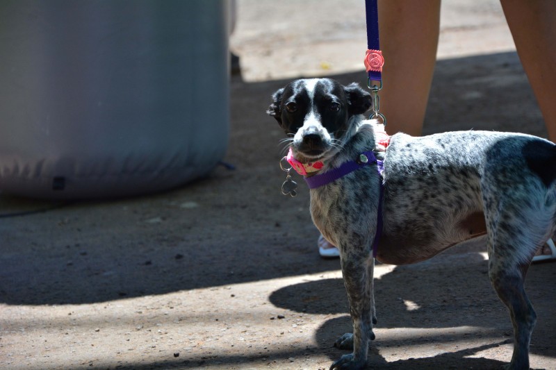 4ª edição do Sábado Pet é realizada