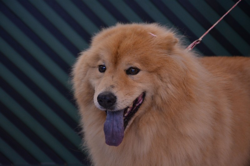 9ª edição do Sábado Pet reúne tutores, pets e parceiros em um dia de diversão e cuidados