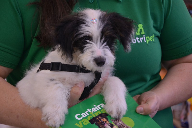 9ª edição do Sábado Pet reúne tutores, pets e parceiros em um dia de diversão e cuidados