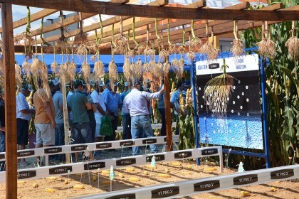 Associados da Cotrifred participaram da 19ª edição da Expodireto