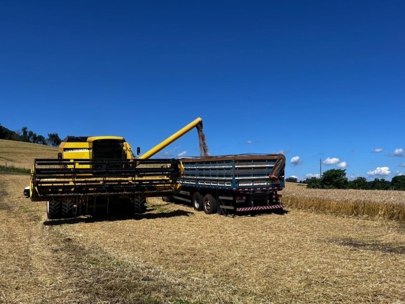Colheita de trigo inicia e traz bons resultados aos associados e clientes da Cotrifred