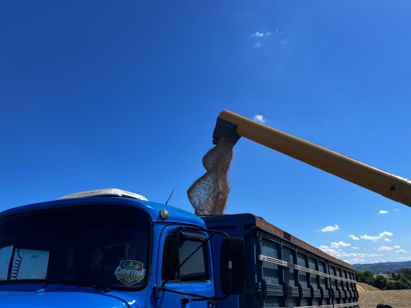 Colheita de trigo inicia e traz bons resultados aos associados e clientes da Cotrifred