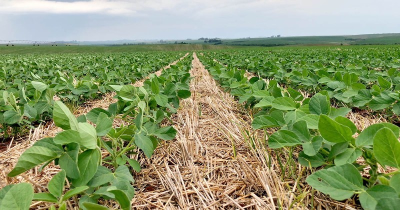 Cotrifred Agro sorteia mais de R$ 20 mil em prêmios em Noite de Campo de Soja