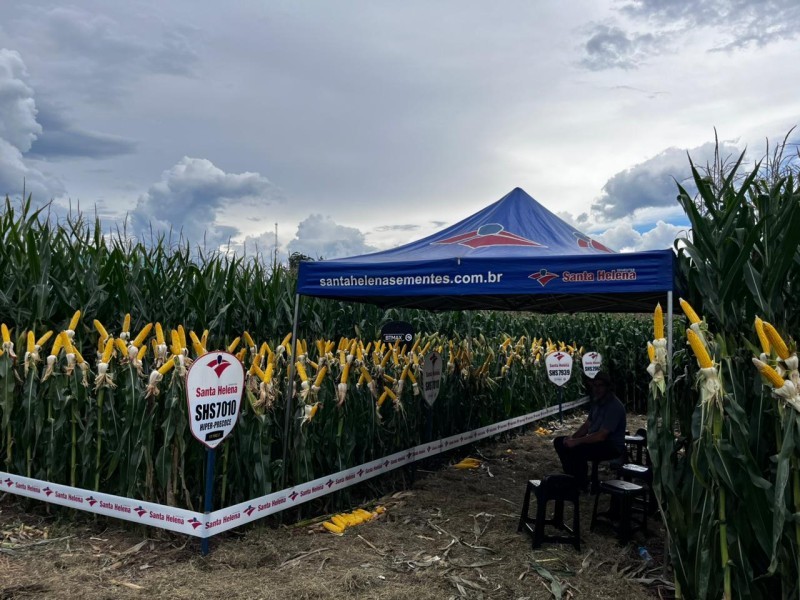 Cotrifred encerra calendário 2025 de Dias de Campo de Milho em Pinheirinho do Vale