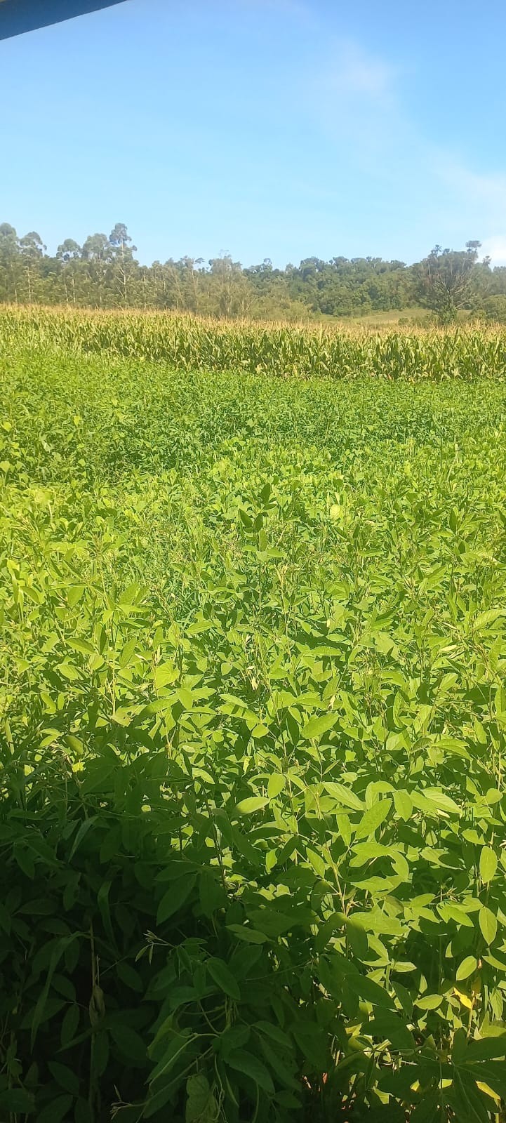 Cotrifred participa de Dia de Campo da Emater em Pinheirinho do Vale