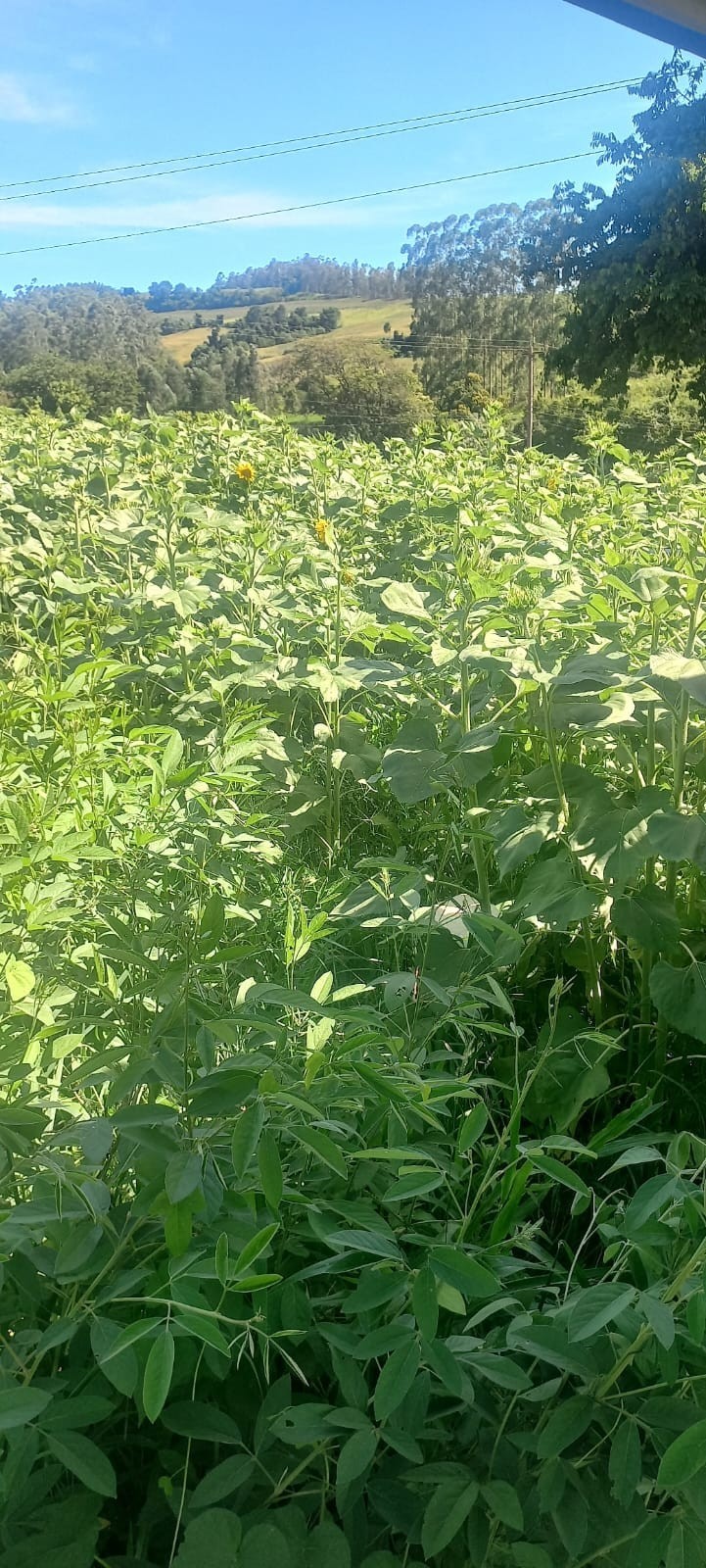 Cotrifred participa de Dia de Campo da Emater em Pinheirinho do Vale
