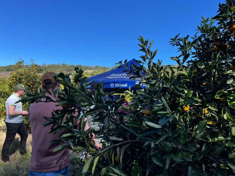 Cotrifred participa de Dia de Campo sobre Fruticultura em Iraí