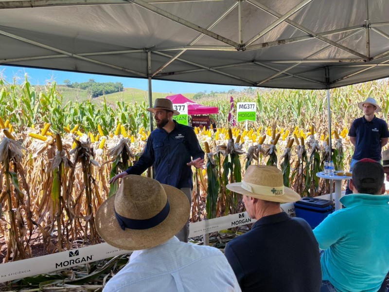 Cotrifred promove Dia de Campo de Milho em Laranjeiras