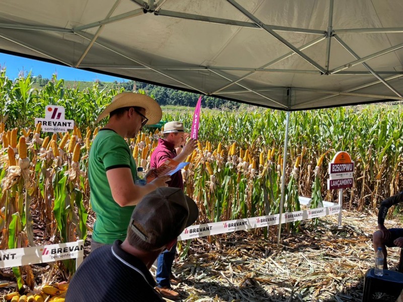 Cotrifred promove Dia de Campo de Milho em Laranjeiras