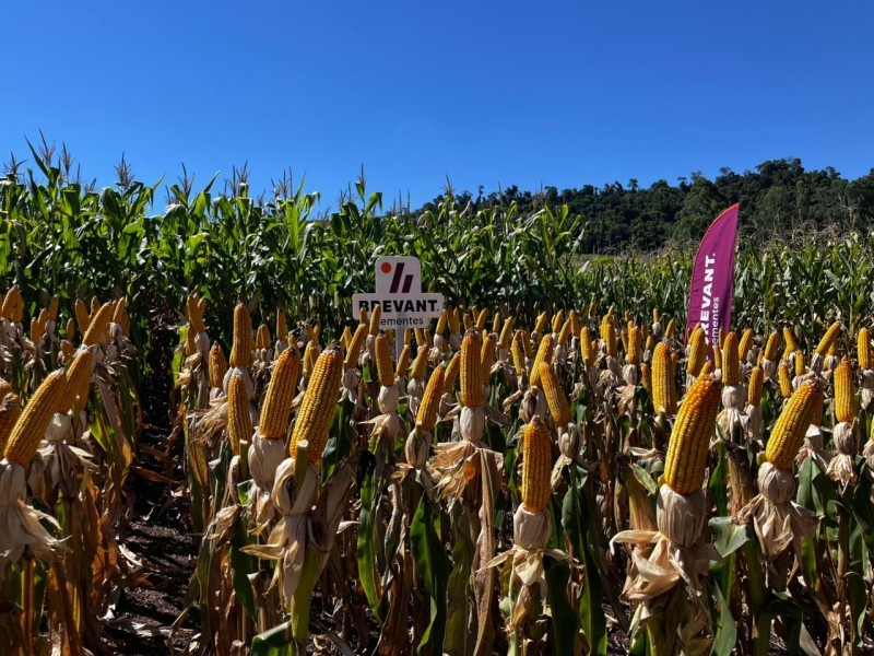 Cotrifred promove Dia de Campo de Milho em Laranjeiras
