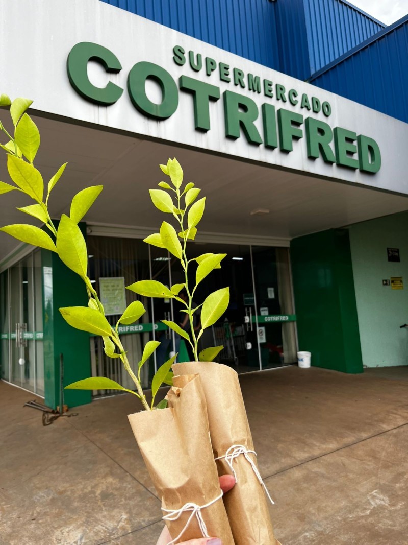 Cotrifred promove doação de mudas em Taquaruçu do Sul em celebração à Semana Mundial do Meio Ambiente