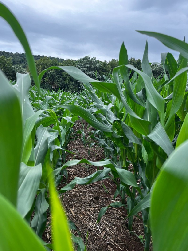 Cotrifred promove Tour Técnico na unidade de Iraí