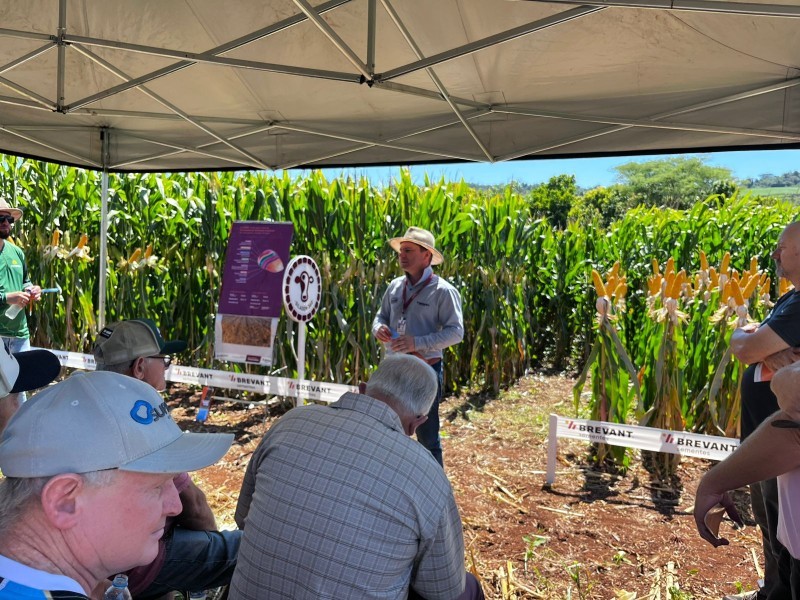 Cotrifred realiza Dia de Campo de Milho em Iraí