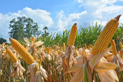 Cotrifred realiza Dia de Campo em Iraí