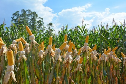 Cotrifred realiza Dia de Campo em Iraí