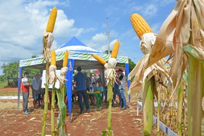 Cotrifred realiza Dia de Campo em Iraí