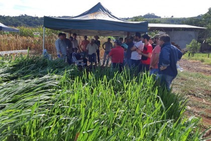 Cotrifred realiza Dia de Campo em Iraí