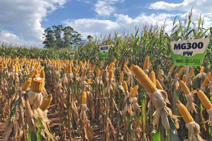 Cotrifred realiza Dia de Campo em Iraí
