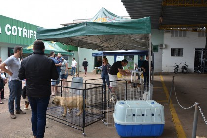 Cotrifred realizou Sábado Pet