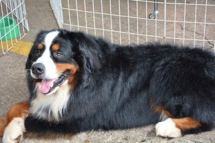 Cotrifred realizou Sábado Pet