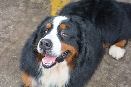 Cotrifred realizou Sábado Pet