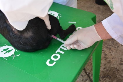 Cotrifred realizou Sábado Pet