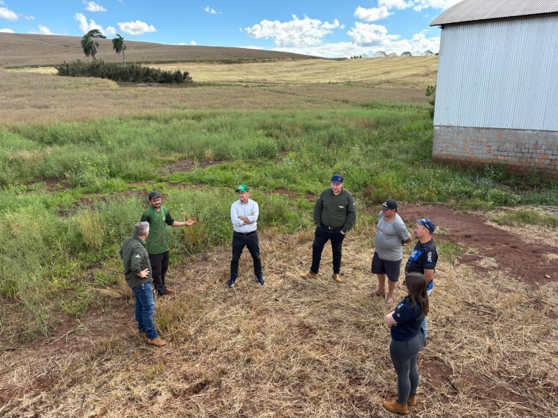 Cotrifred recebe a primeira safra de canola de sua história
