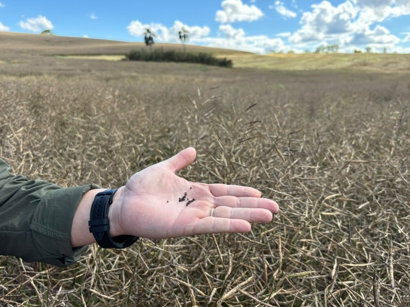 Cotrifred recebe a primeira safra de canola de sua história