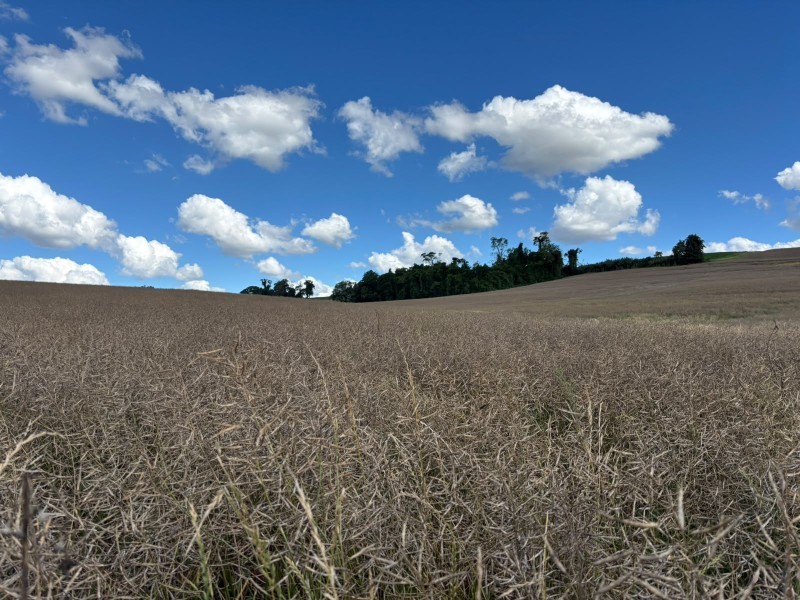 Cotrifred recebe a primeira safra de canola de sua história