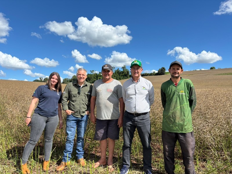 Cotrifred recebe a primeira safra de canola de sua história