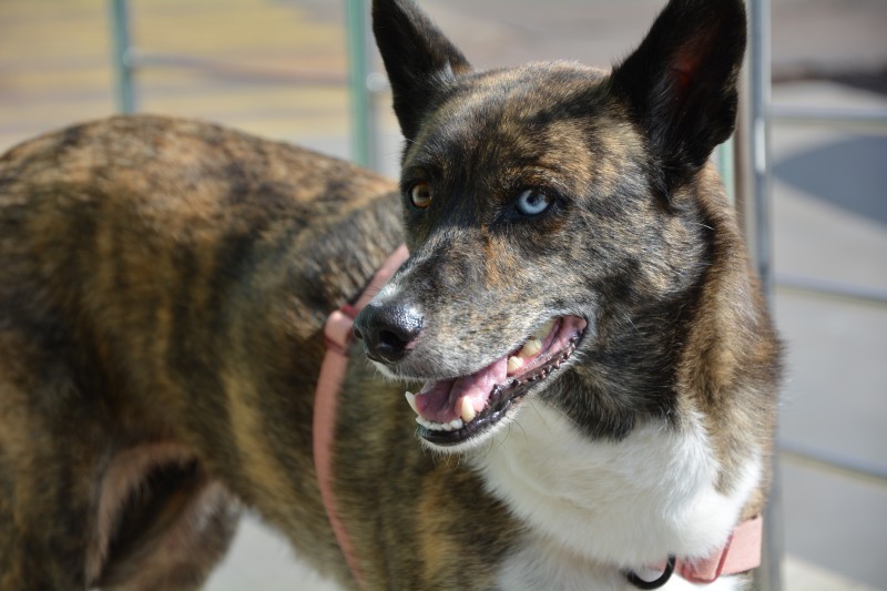 Cotripet realiza mais uma edição de sucesso do Sábado PET