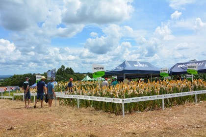 Dia de campo destaca cultivares de soja e milho