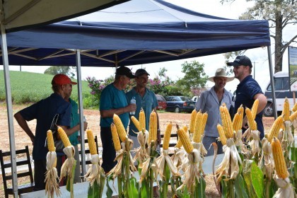 Dia de campo destaca cultivares de soja e milho
