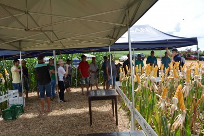 Dia de campo destaca cultivares de soja e milho