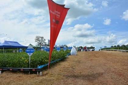 Dia de campo destaca cultivares de soja e milho