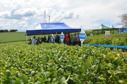 Dia de campo destaca cultivares de soja e milho