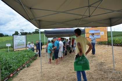 Dia de campo destaca cultivares de soja e milho