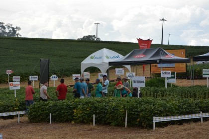 Dia de campo destaca cultivares de soja e milho