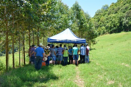 Dia de campo sobre bovinocultura de leite é realizado