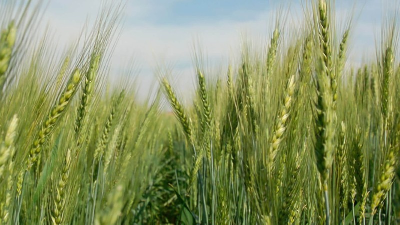 Dia do Trigo: Da antiguidade para um espaço estratégico na agricultura