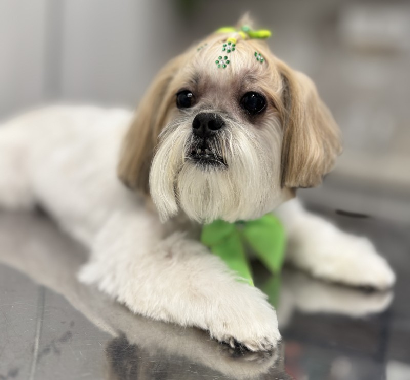 Equipe da Cotripet recebe treinamento em tosa