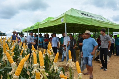 III Dia de Campo sobre milho é realizado