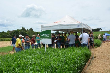 III Dia de Campo sobre milho é realizado